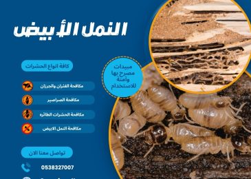 النمل الأبيض