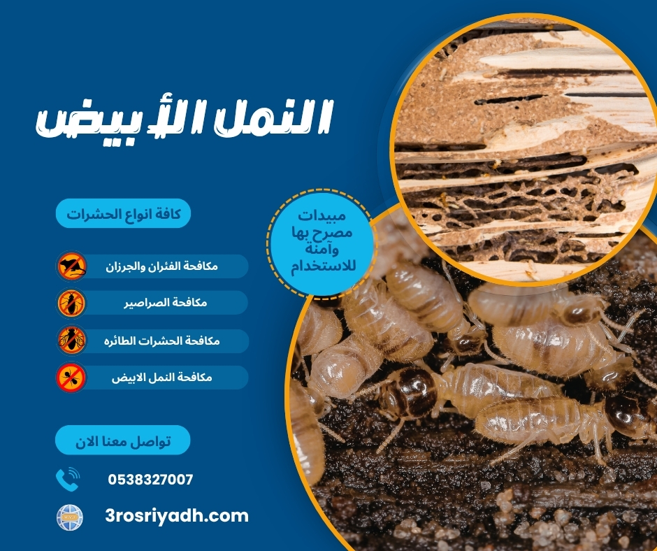 النمل الأبيض