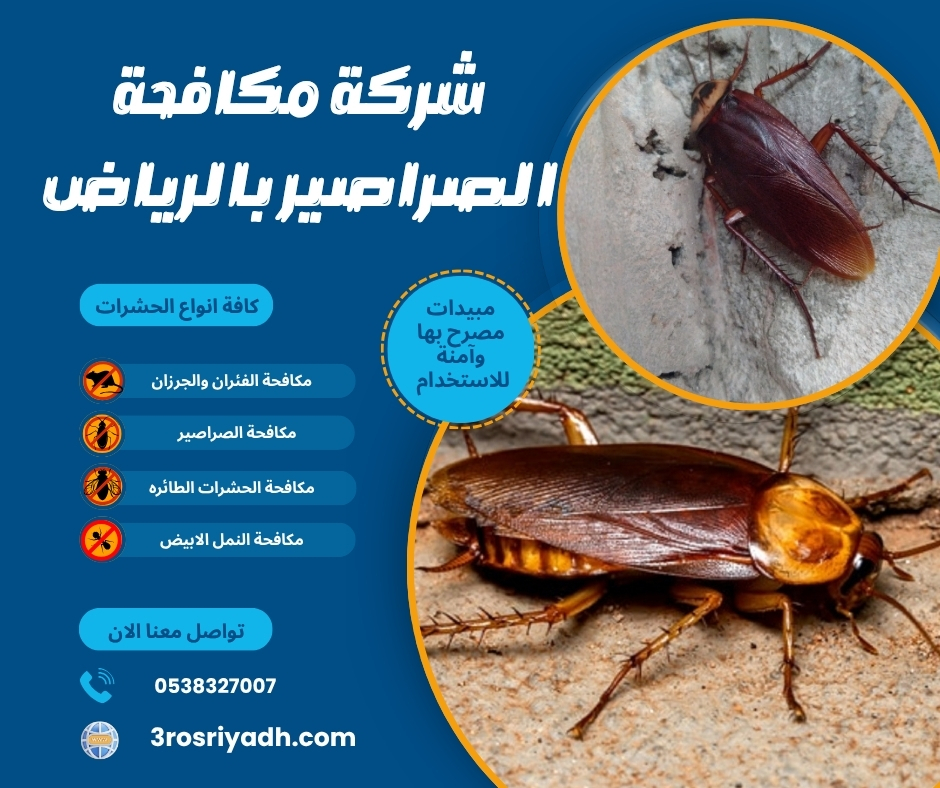 شركة مكافحة الصراصير بالرياض شركة مكافحة الصراصير بالرياض