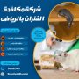 شركة مكافحة الفئران بالرياض