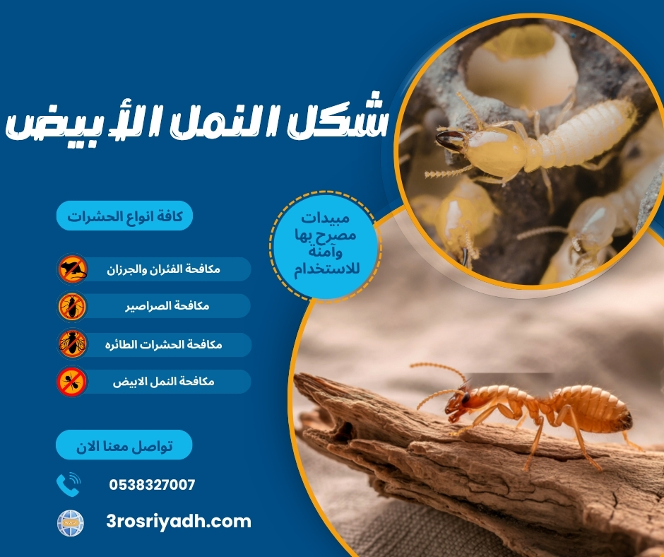 شكل النمل الأبيض