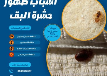 أسباب ظهور حشرة البق