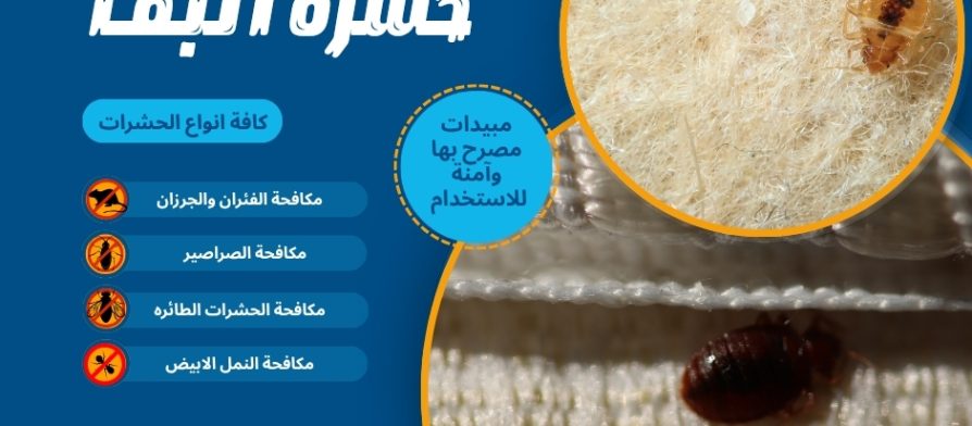 أسباب ظهور حشرة البق