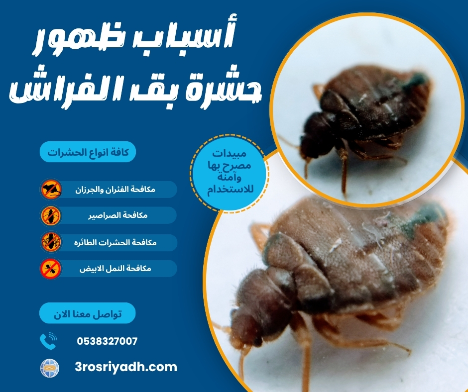 أسباب ظهور حشرة بق الفراش