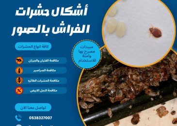 أشكال حشرات الفراش بالصور