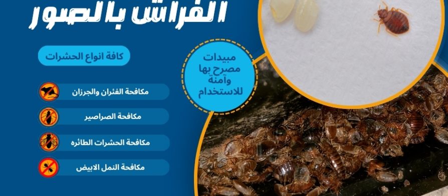 أشكال حشرات الفراش بالصور
