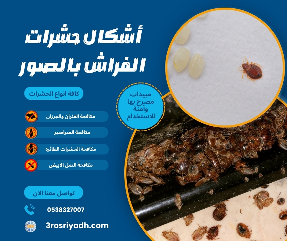 أشكال حشرات الفراش بالصور
