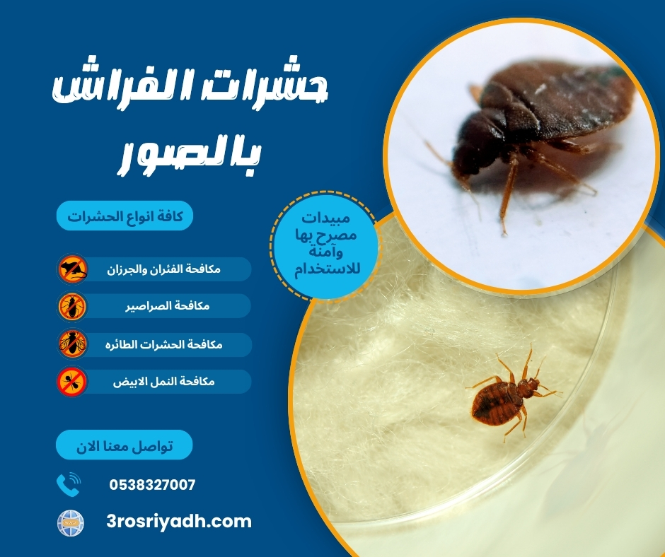 حشرات الفراش بالصور