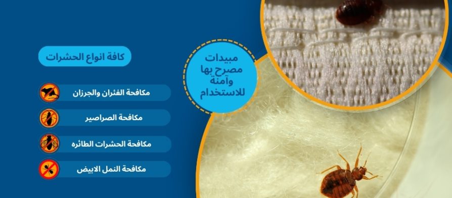 حشرات الكتن