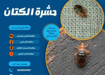 حشرة الكتان