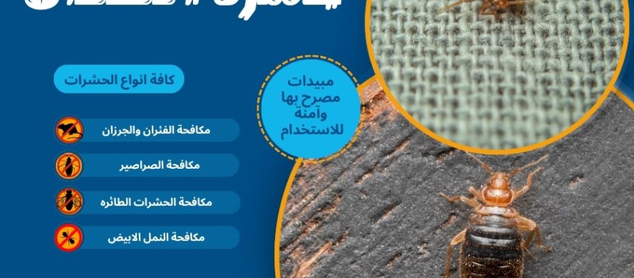 حشرة الكتان