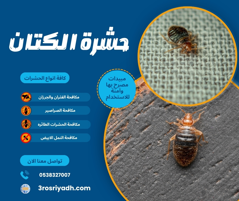 حشرة الكتان