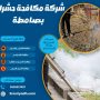شركة مكافحة حشرات بصامطة