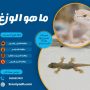 ما هو الوزغ