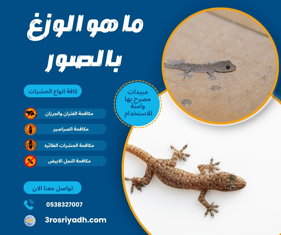 ما هو الوزغ بالصور
